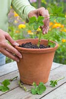 Planter des boutures semi-mûres de la série Pelargonium 'Villetta Red' Toscana, en veillant à ce qu'elles soient régulièrement espacées