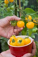 Récolte de tomates 'Sungold' - Lycopersicon lycopersicum