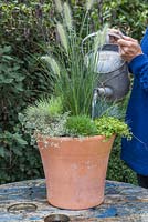 Arrosage d'un pot fraîchement planté avec Pennisetum alopecuroides 'Hameln', Festuca glauca, Thymus x citriodorus 'Archer's Gold' et Thymus vulgaris 'Silver Posie'