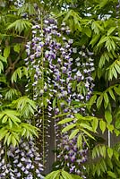Wisteria floribunda, glycine japonaise. Arbuste, mai.