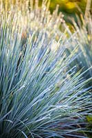 Helictotrichon sempervirens, herbe d'avoine bleue. Grass, juillet.