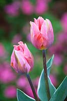 Tulipa 'Jolie princesse'