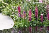 Jardin du cancer du sein révolutionnaire. Lupinus 'Blossom' et Iris sibirica 'Pink Haze' à côté du plan d'eau. Concepteur - Ruth Willmott. Commanditaire - Percée du cancer du sein