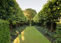 Une vue sur le Lime Allee à Wollerton Old Hall Garden, Shropshire. Tilia platyphyllos 'Rubra '.