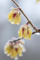 Chimonanthus praecox fleurit en janvier avec du gel