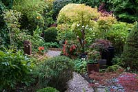 Un jardin de ville luxuriant avec des cannas, des bégonias, des ifs topiaires et un groupe de pots plantés d'Acer 'Linearilobum', 'Peve Dave' et Winter Flame '.