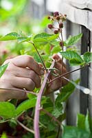 Lier dans des cannes à fruits de mûres avec des torsions de cravate de jardin. Rubus