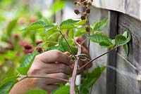 Lier dans des cannes à fruits de mûres avec des torsions de cravate de jardin. Rubus