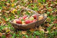 Trug de pommes récoltées parmi les feuilles d'automne. Malus domestica