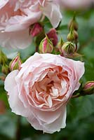 Rosa The Generous Gardener - 'Ausdrawn'