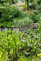 Zone de l'étang avec Pontederia cordata et Nymphaea - nénuphar, Iris pseudocorus 'Variegata',