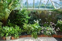 Conservatoire construit entre la maison et l'affleurement rocheux derrière elle, abrite une gamme d'espèces tendres dont Geranium palmatum, arum lys, aspidistras et une fougère arborescente, Dicksonia antarctica. Windy Hall, Windermere, Cumbria, Royaume-Uni