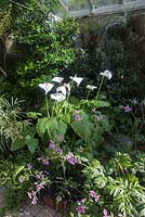 Conservatoire construit entre la maison et l'affleurement rocheux derrière elle, abrite une gamme d'espèces tendres, y compris Geranium palmatum et lys arum. Windy Hall, Windermere, Cumbria, Royaume-Uni