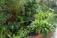 Conservatoire construit entre la maison et l'affleurement rocheux derrière elle, abrite une gamme de plantes qui ne survivraient pas dans le jardin ouvert, y compris une fougère arborescente, Dicksonia antarctica, Cyperus involucratus et aspidistras. Windy Hall, Windermere, Cumbria, Royaume-Uni