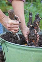 Plantez les couronnes de rhubarbe divisées dans un pot approprié, en veillant à ce qu'elles soient espacées uniformément, ce qui permet de la croissance