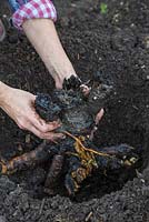 Remettez la plante mère Rhubarbe dans le sol