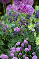 Une combinaison de plantes violettes à la fin du printemps, notamment Allium schoenoprasum, Nerinthe major 'Purpurascens' et Allium 'Purple Sensation '.