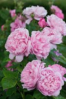 Rosa 'Mary Rose', double arbuste rose parfumé, juin.