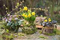 Cyclamen coum, Narcissus et Ranunculus ficaria 'Brazen Hussy' planté en pots naturels avec mousse, frondes de fougère et écorce d'arbre