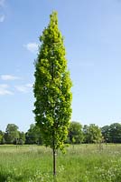 Quercus Robur Fastigiata Koster un chêne cyprès au printemps avec un design, une forme, une texture saisissants, Shugborough, Staffordshire