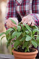 Femme cueillant des feuilles de Salvia officinalis à usage culinaire - Sauge
