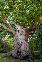 Quercus robur. Chêne ancien