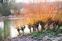 Salix alba var. vitellina 'Yelverton' et Erica x darleyensis 'White spring surprise' - bruyères en janvier, RHS Garden Wisley, Surrey