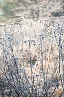 Telekia speciosa - Fleurs séchées en hiver