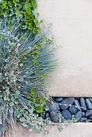 Carex glauca et Dymondia margaretae poussant à travers les espaces entre les dalles de pavage en béton blanc modernes. Jardin de Debora Carl, Encinitas, Californie, USA. Août.