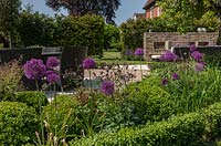 Allium 'Purple Sensation' dans un jardin clos contemporain