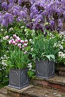 Pashley Manor Gardens, Kent, UK - Montrant des pots sur les marches avec Tulipa 'Queen of the Night', Tulipa 'Flaming Baltic' - Glycine, Choisya ternata en arrière-plan