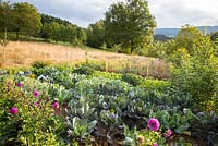 Jardin rural avec des légumes et des fleurs intégrés dans le paysage naturel. Salades, chou rouge, Dahlia, Helianthus annus, Helianthus tuberosus et Tithenia rotundifolia