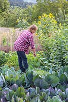 Katrin Schumann travaille son acre de légumes dans la forêt bavaroise. Les plantes sont le chou rouge, le tournesol, Helianthus annus, Helianthus tuberosus