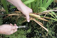 Enlever les feuilles mortes des plantes aquatiques d'un étang