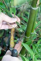 Culture du bambou - Phyllostachys nigra Bambou à tige noire. Coups de poing minces avec des sécateurs jusqu'à une hauteur de 1 à 2 mètres