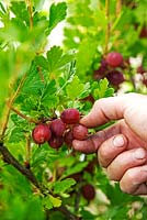 Ribes uva-crispa - Récolte de groseilles à maquereau