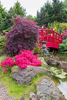 Un pont enjambe un étang ornemental dans le jardin japonais à Mount Pleasant Gardens, Kelsall, Cheshire photographié en juin. Les plantes comprennent les rhododendrons, Alchemilla mollis, les azalées, les fougères et les palmatums Acer