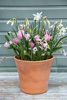 Narcisse 'Thalia', Tulipa 'Synaeda Amor' et Chionodoxa forbesii 'Pink Giant'