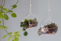Terrariums circulaires plantés avec une variété de plantes succulentes, suspendus dans un cadre intérieur