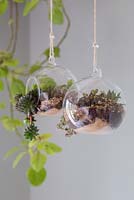 Terrariums circulaires plantés avec une variété de plantes succulentes, suspendus dans un cadre intérieur