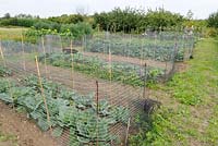 Brassicas avec clôture et filet pour la protection contre les lapins et les oiseaux