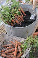Stockage des carottes dans le compost humide dans une serre sans gel, Norfolk, UK, janvier