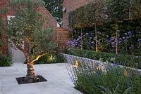 Vue d'ensemble du patio en grès avec éclairage vers le haut, éclairant un olivier, des arbres blanchis et un mur de patio.