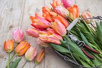 Corbeille en fil contenant Tulipa 'El Nino', 'Marianne', 'Charming Beauty' et 'Sugar Love'