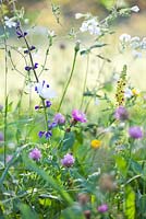 Prairie de fleurs sauvages: Trifolium pratense, Centaurea jacea brown knapweeds, Leucanthemum vulgare - ox-eye daisy, Salvia pratensis, Verbascum nigrum - Dark Mullein