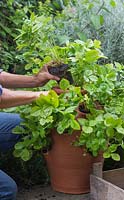 Planter les derniers bouchons de fraises des Alpes dans un pot en terre cuite