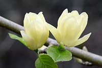 Magnolia 'Lois' montrant des fleurs de couleur crème en avril