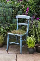 Une chaise bleue recyclée plantée de Thymus praecox - Thym rampant rouge