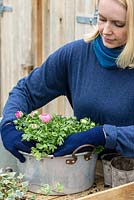 Étape 5. Plantez Renoncule - Renoncule persan rose et blanc. Planter une vieille casserole en aluminium au début du printemps.