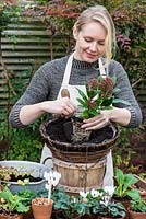 Planter un panier suspendu pour l'hiver et le début du printemps. Plantez le skimmia, la plante la plus haute, au centre du panier.